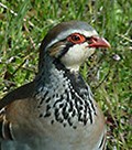 Red-legged Partridge © John Muddeman